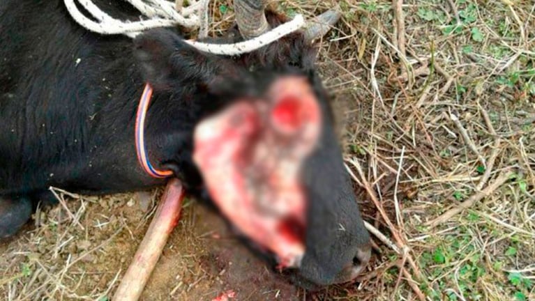La vaca sufrió gravísimas heridas que le provocaron la muerte.