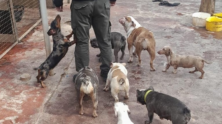 La veterinaria ilegal funcionaba en Villa Unión.
