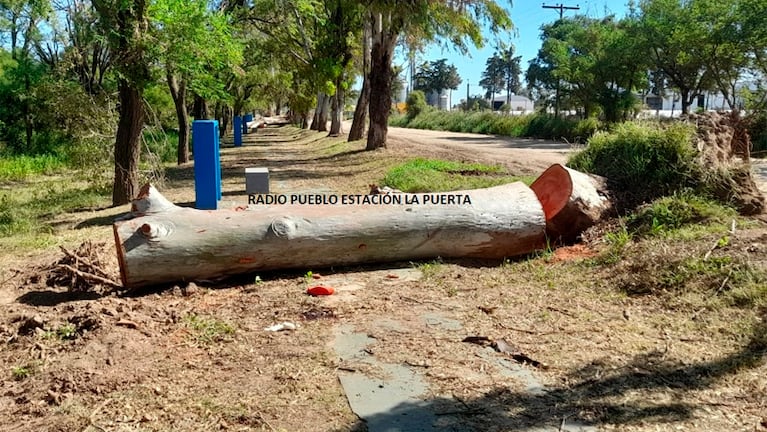 La víctima estaba podando árboles caídos por la tormenta.