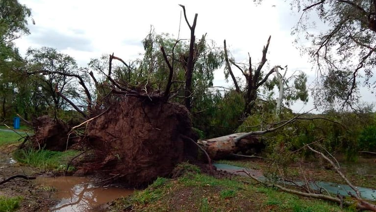 La víctima removía árboles derribados por una tormenta.