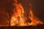 La virgen apareció en una zona arrasada por el fuego.