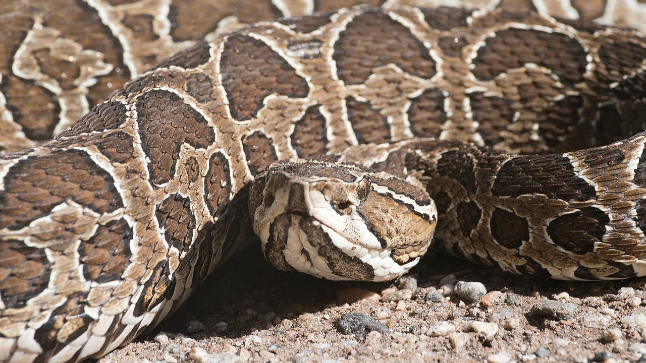 La yarará apareció de entre las piedras. (Foto: Rafael Cuto/Shutterstock).