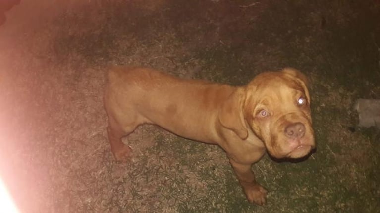 Ladrones entraron a su casa en barrio Cerro Norte y se llevaron su perro