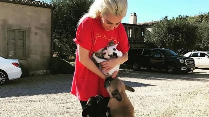 Lady Gaga junto a sus tres mascotas bulldog francés.