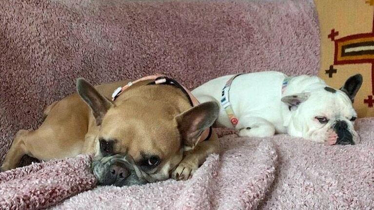 Lady Gaga recuperó a sus perros pero todavía no paga la recompensa: los motivos