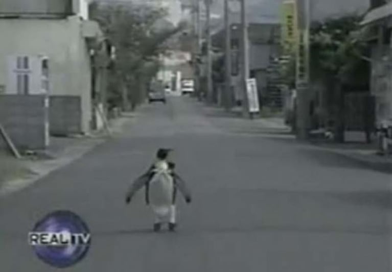 Lala, la tierna pingüina que hace las compras en la pescadería