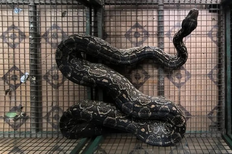 Lampalagua hallada en Córdoba.