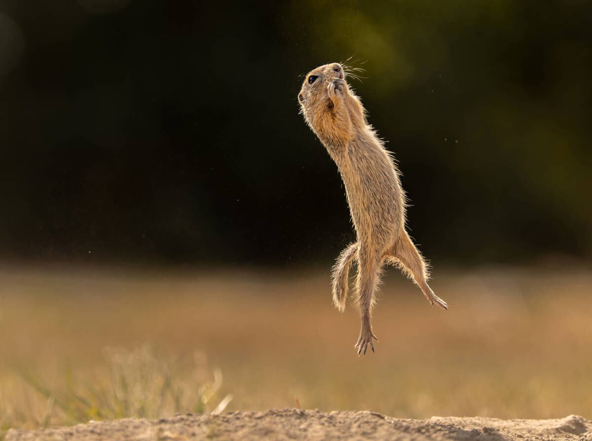 Las 14 fotos ganadoras del premio Comedy Wildlife Photo Awards 2023.