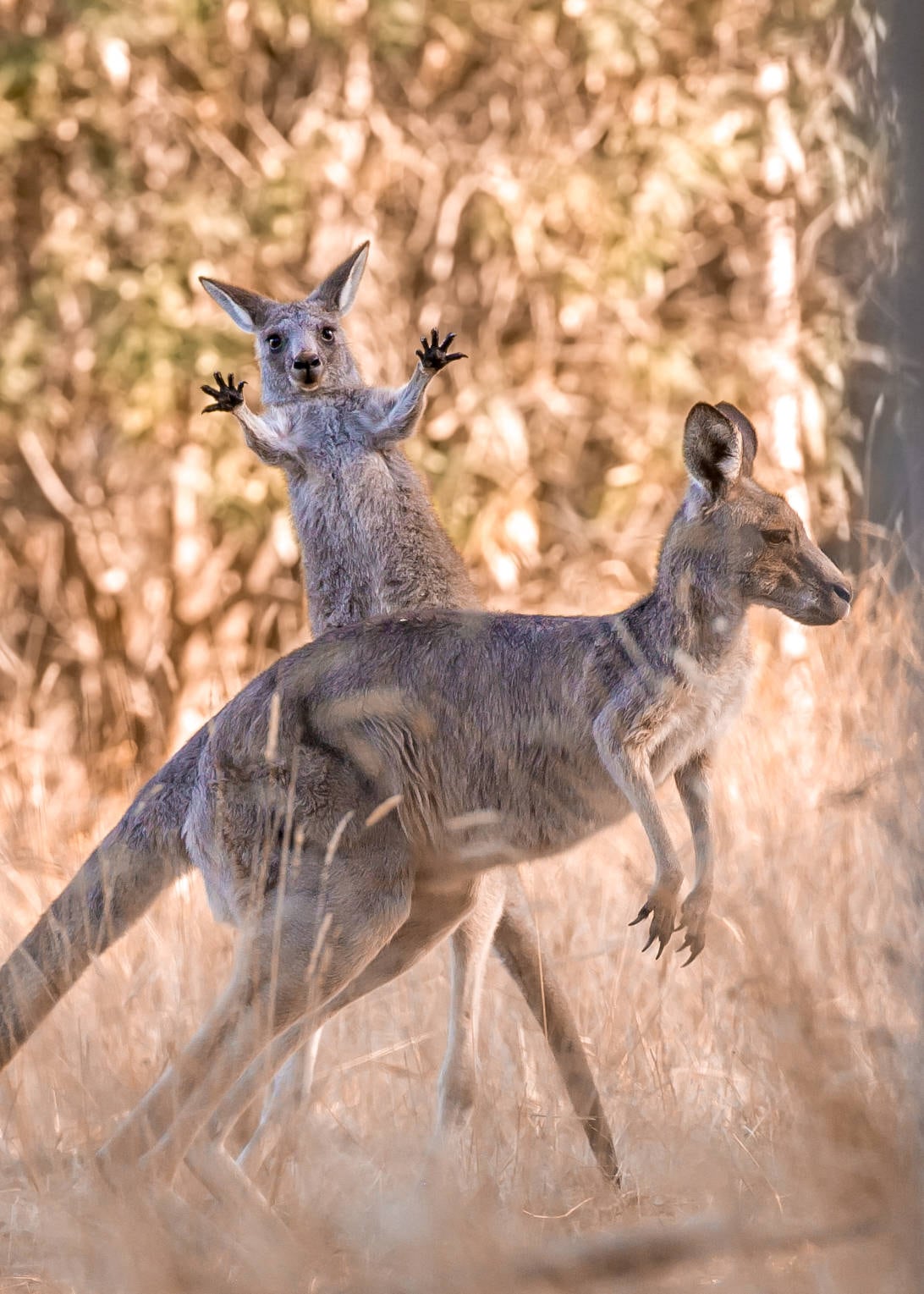 Las 14 fotos ganadoras del premio Comedy Wildlife Photo Awards 2023.