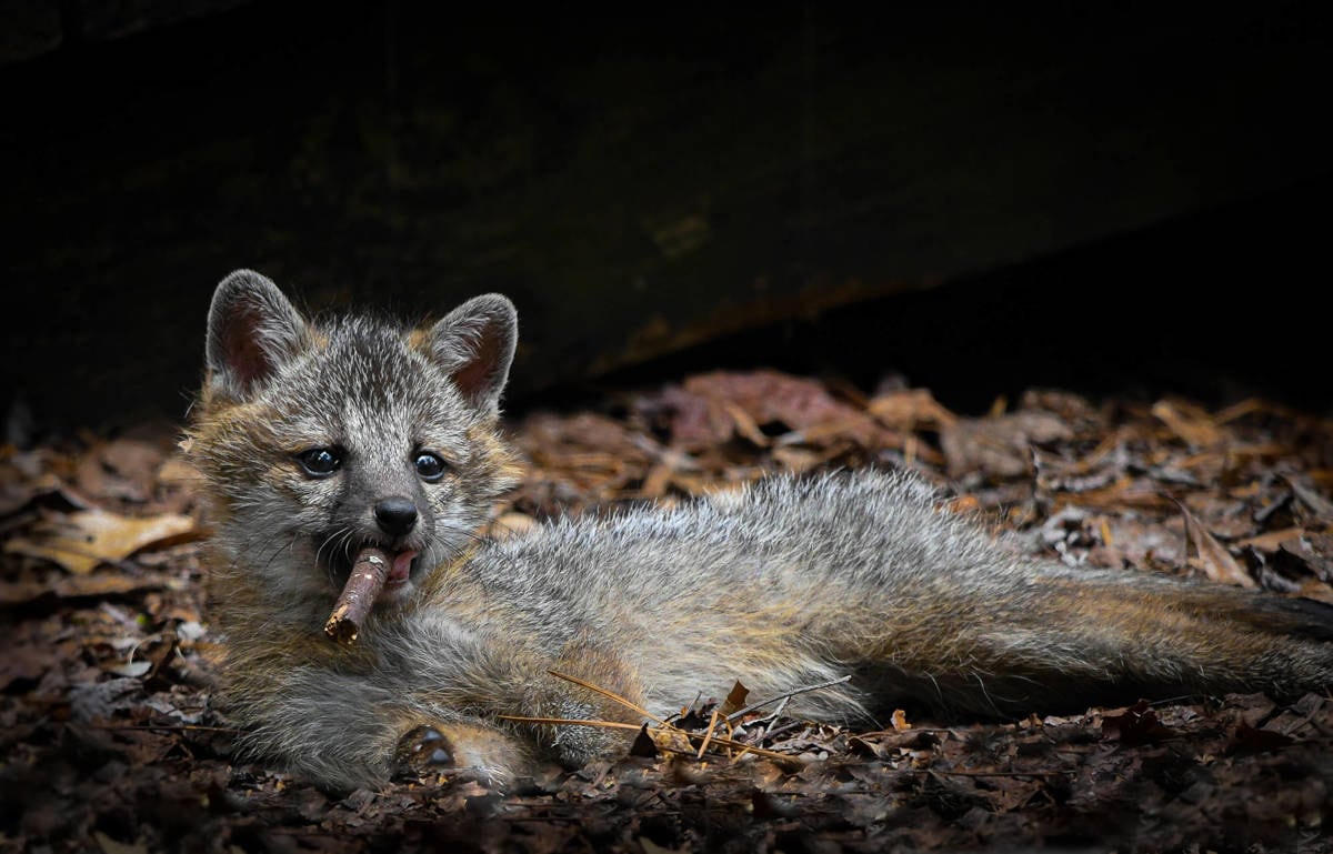 Las 14 fotos ganadoras del premio Comedy Wildlife Photo Awards 2023.