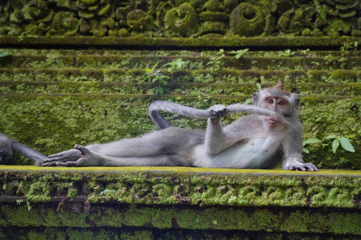 Las 14 fotos ganadoras del premio Comedy Wildlife Photo Awards 2023.