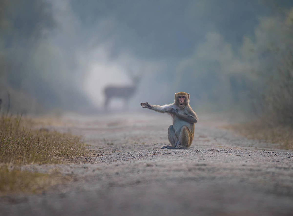 Las 14 fotos ganadoras del premio Comedy Wildlife Photo Awards 2023.