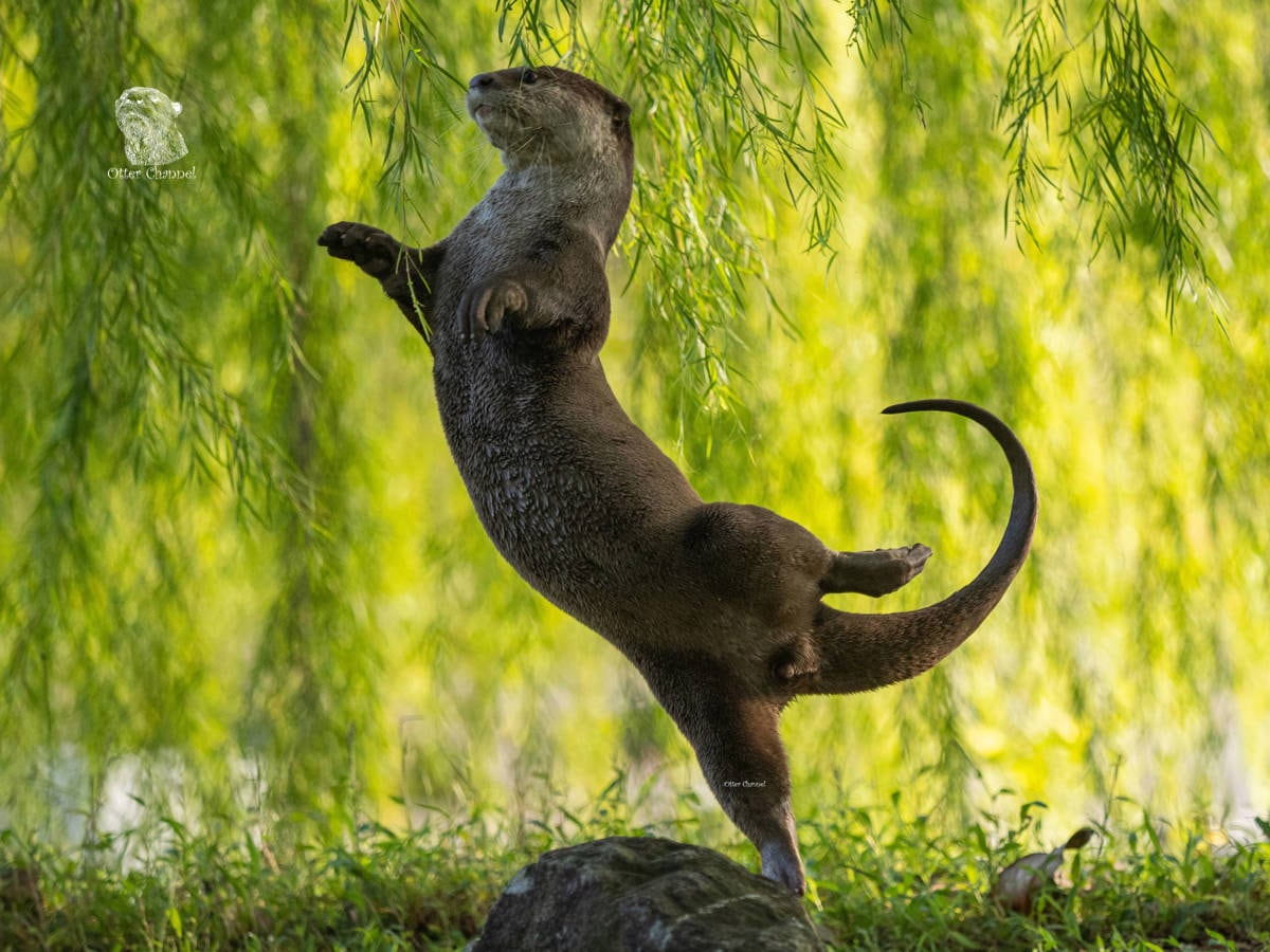 Las 14 fotos ganadoras del premio Comedy Wildlife Photo Awards 2023.