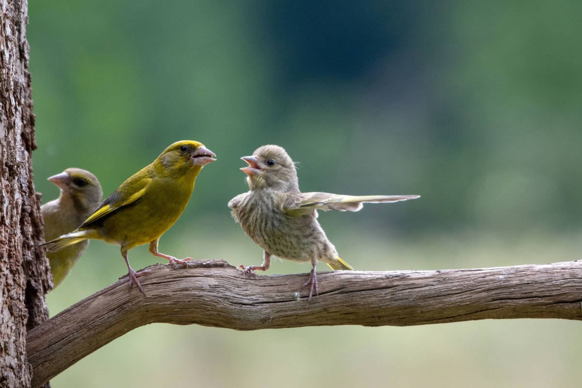 Las 14 fotos ganadoras del premio Comedy Wildlife Photo Awards 2023.