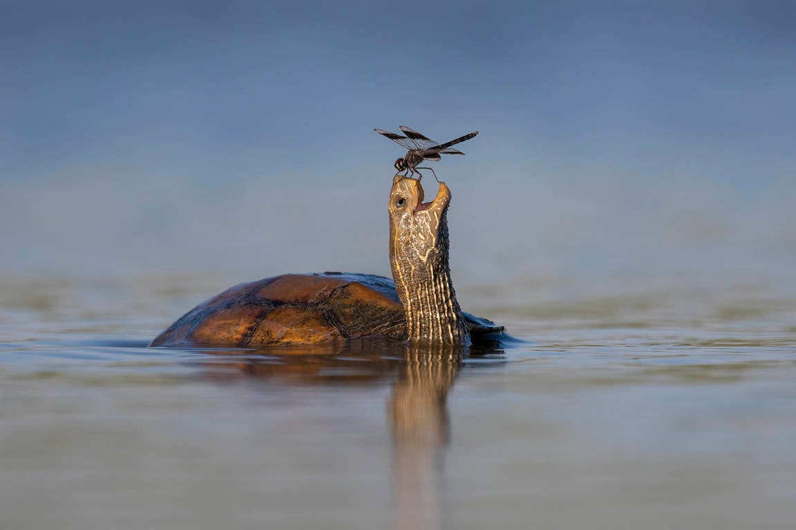 Las 14 fotos ganadoras del premio Comedy Wildlife Photo Awards 2023.