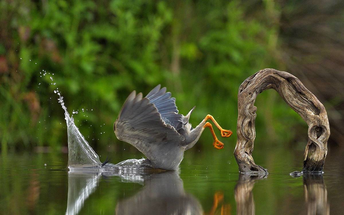 Las 14 fotos ganadoras del premio Comedy Wildlife Photo Awards 2023.