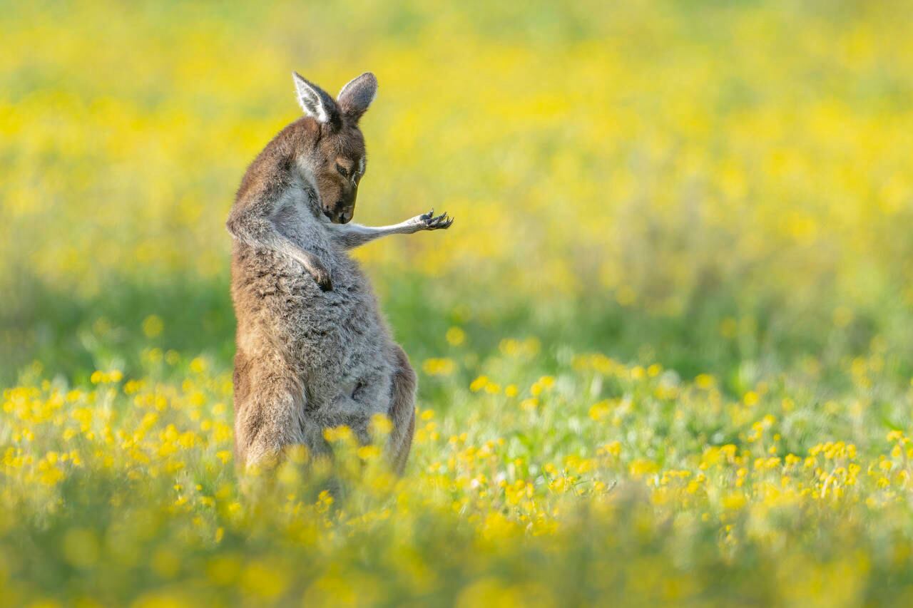 Las 14 fotos ganadoras del premio Comedy Wildlife Photo Awards 2023.