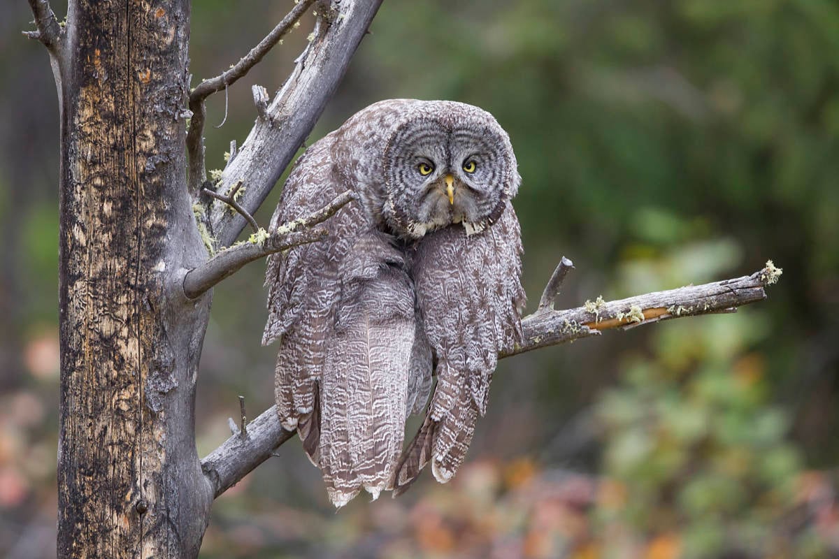 Las 14 fotos ganadoras del premio Comedy Wildlife Photo Awards 2023.