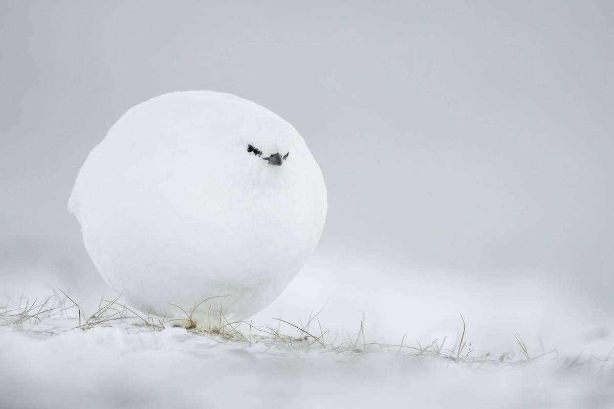 Las 14 fotos ganadoras del premio Comedy Wildlife Photo Awards 2023.