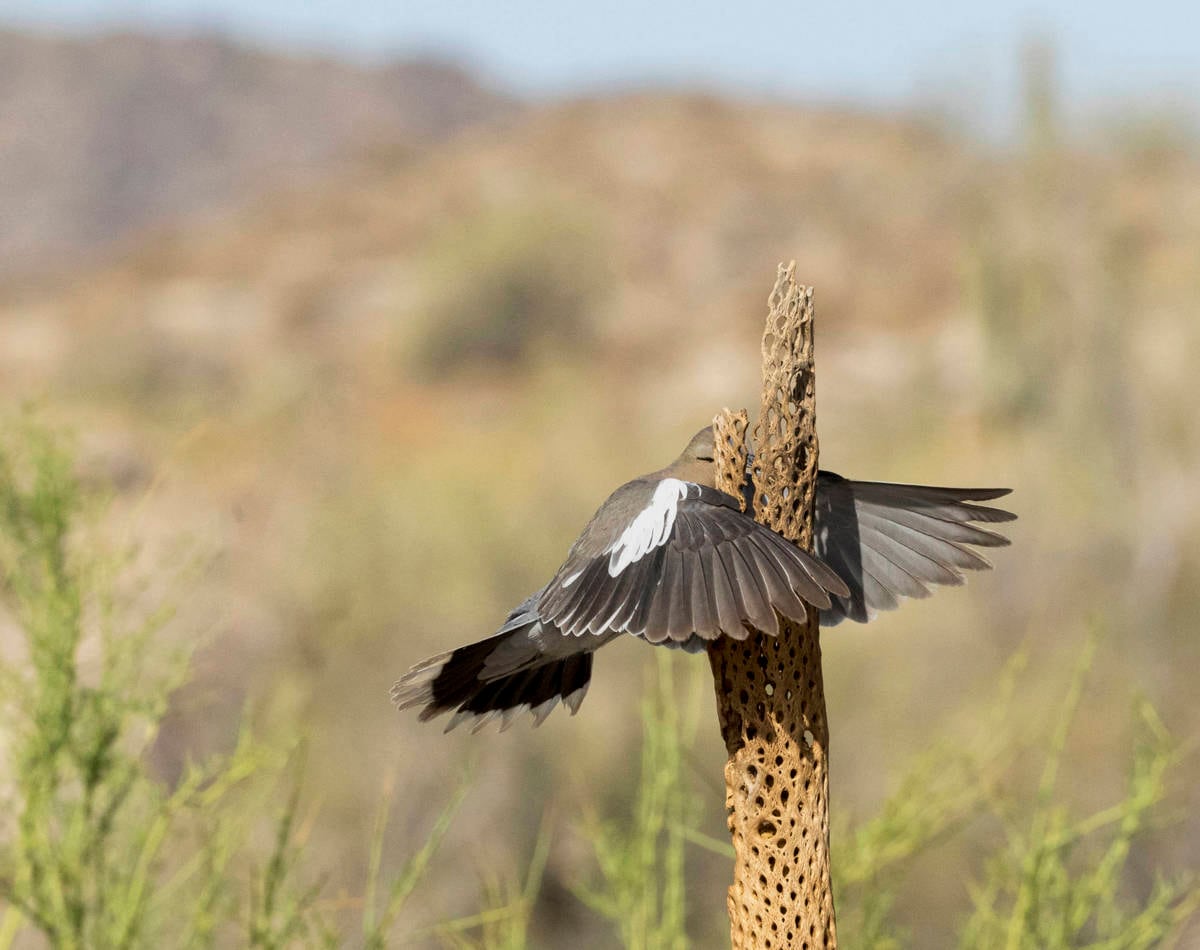 Las 14 fotos ganadoras del premio Comedy Wildlife Photo Awards 2023.