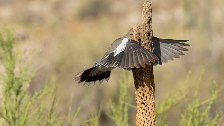 Las 14 fotos ganadoras del premio Comedy Wildlife Photo Awards 2023.