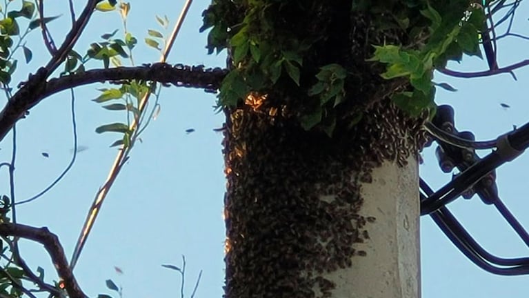 Las abejas buscan refugiarse en lugares térmicos. Foto: Fredy Bustos/ElDoce.tv