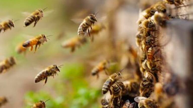 Las abejas estaban en un panal de gran tamaño.