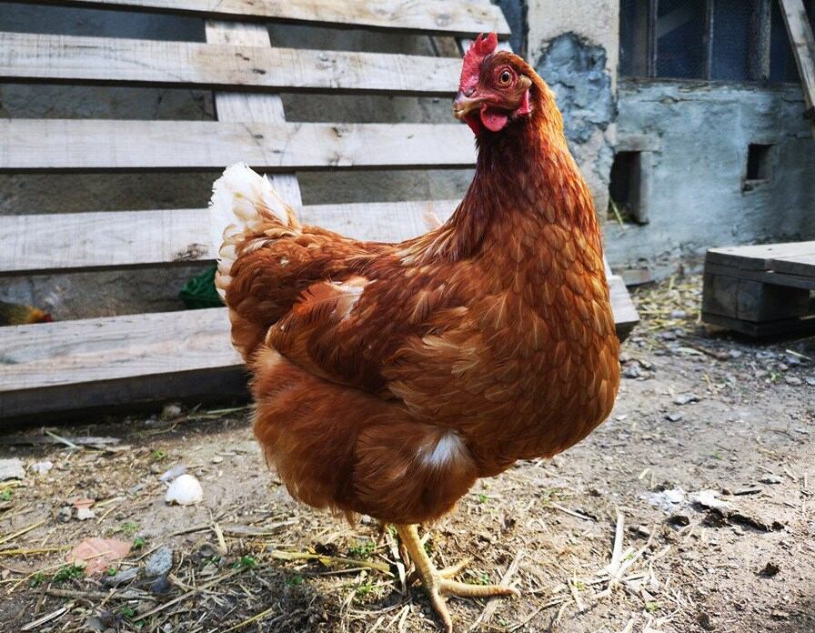 Las activistas aseguran que las gallinas son genéticamente modificadas y sufren.