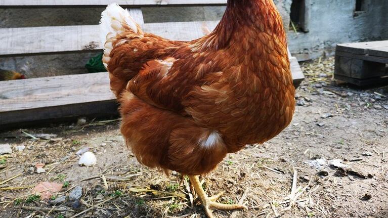 Las activistas aseguran que las gallinas son genéticamente modificadas y sufren.
