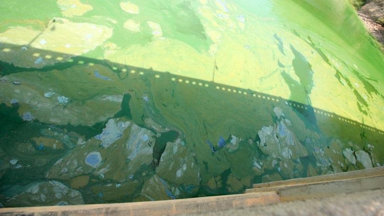 Las algas cubrieron con un manto verde el agua en el Dique San Roque