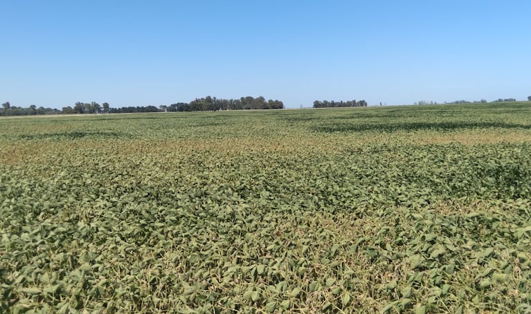 Las altas temperaturas castigan al campo.