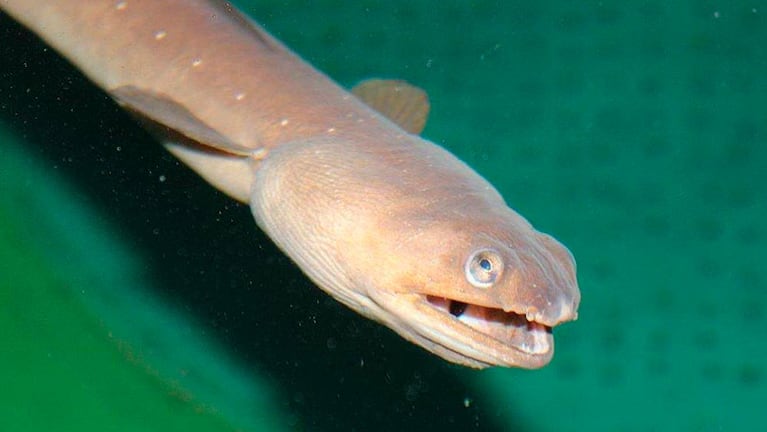 Las anguilas sufren de hiperactividad y mueren.