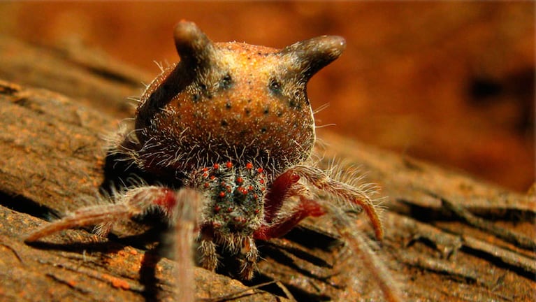 Las arañas cabeza de gato son venenosas y hay que tener cuidado cuando aparecen.