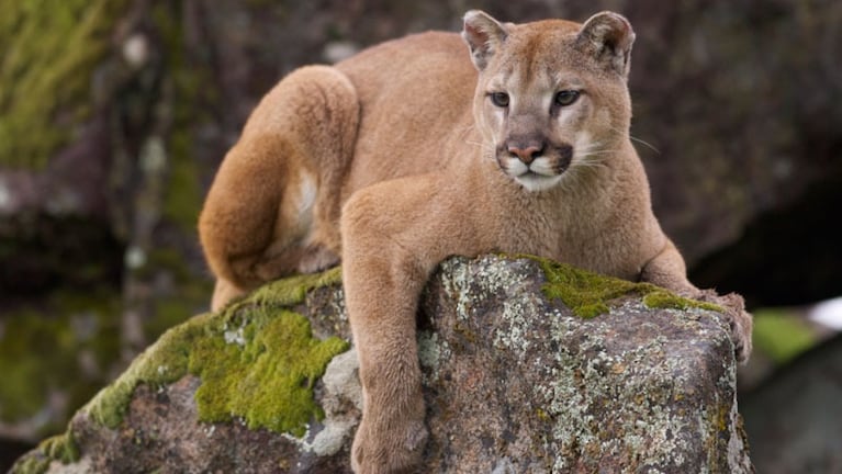 Las autoridades analizaban si se trataba de un puma (IMAGEN ILUSTRATIVA).