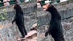 Las autoridades del zoológico de Hangzhou negaron que se tratara de un fraude.