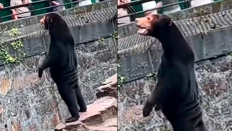 Las autoridades del zoológico de Hangzhou negaron que se tratara de un fraude.