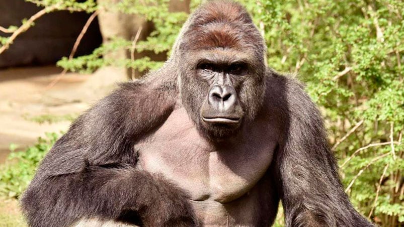 Las autoridades del zoológico decidieron matar al animal para salvar al nene. Foto: Reuters