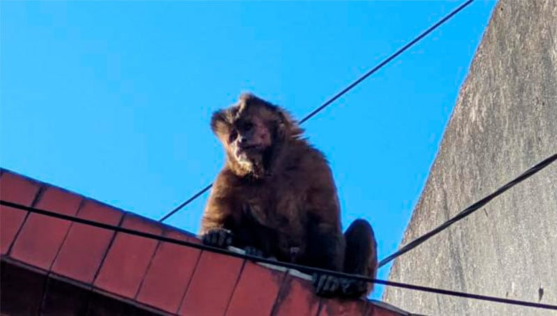 Las autoridades tuvieron que desplegar un operativo para atrapar al animal.