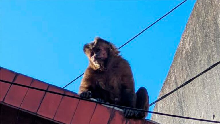 Las autoridades tuvieron que desplegar un operativo para atrapar al animal.