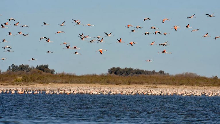 Las aves de la región de Ansenuza serán especies protegidas.