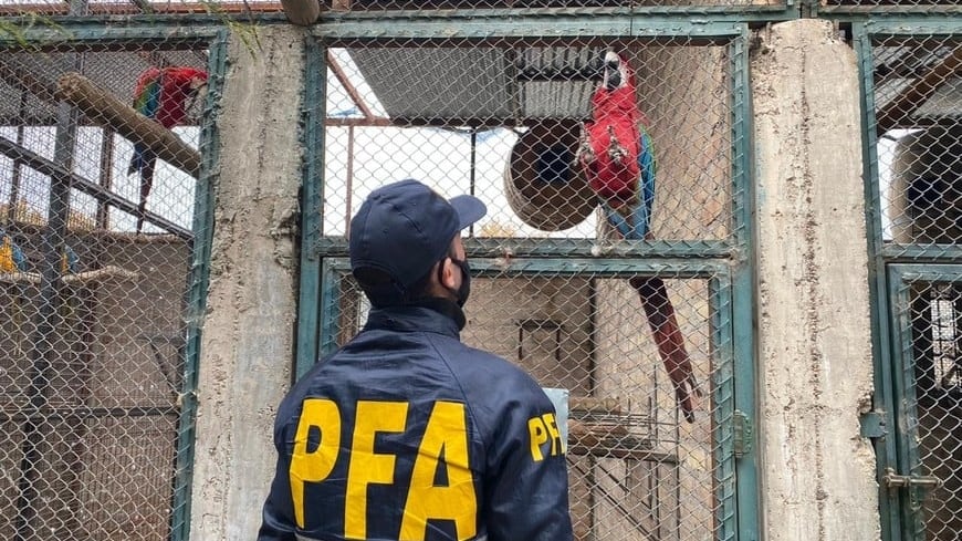 Las aves están valuadas en casi 800 mil dólares.