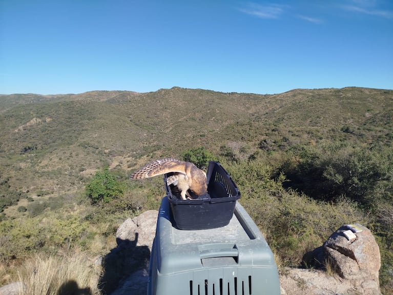 Las aves fueron liberadas tras un proceso de recuperación.