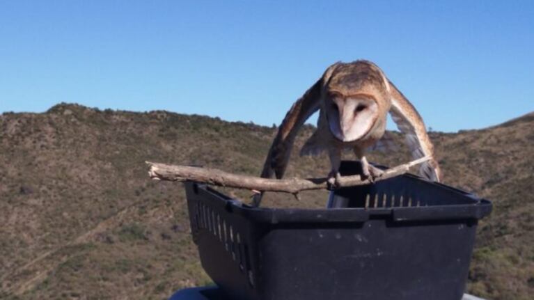 Las aves fueron liberadas tras un proceso de recuperación.