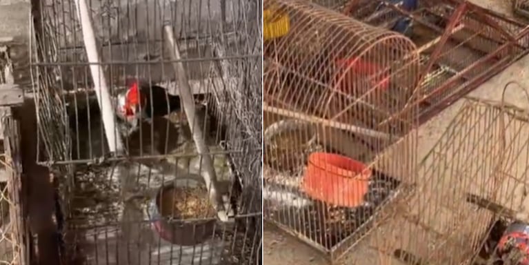 Las aves fueron secuestradas en Tulumba.