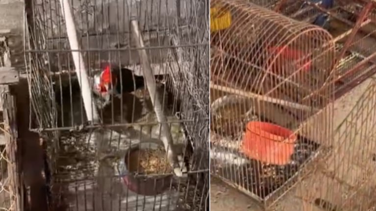 Las aves fueron secuestradas en Tulumba.
