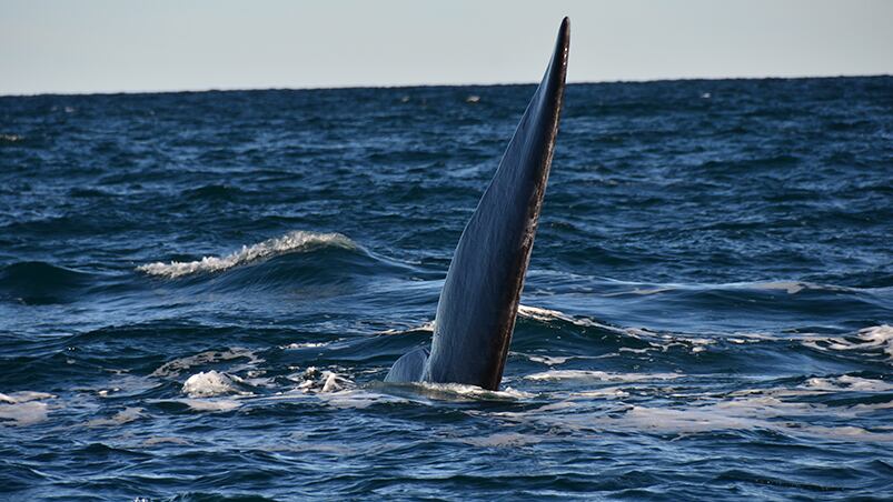 Las ballenas francas brindaron un espectáculo maravilloso.