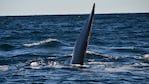 Las ballenas francas brindaron un espectáculo maravilloso.