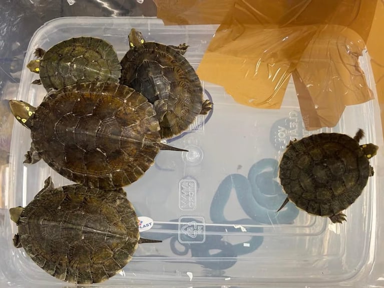 Las cinco tortugas de hoja asiáticas.