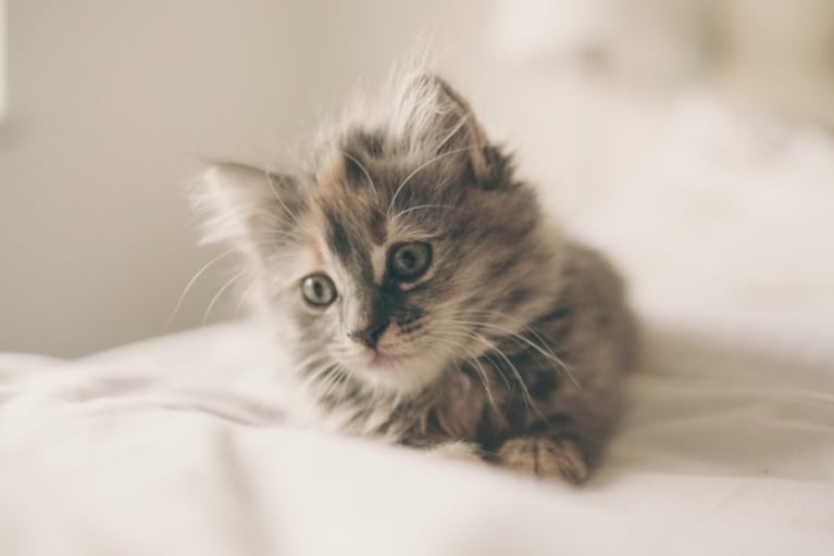 Las claves para mantener cuidados a nuestros pequeños felinos.