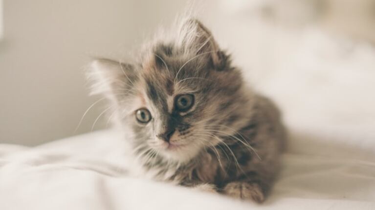 Las claves para mantener cuidados a nuestros pequeños felinos.